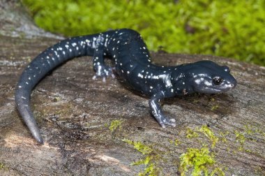 siyah benekli semender (aneides flavipunctatus flavipunctatus)