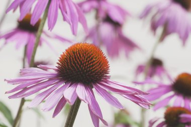 Ekinezya (echinacea pallida) çiçekler