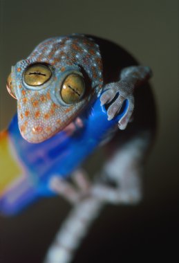 Closeup Of Gecko With Three Eyes clipart