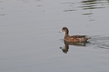 Amerikan wigeon hawrelak park havuz yüzme.