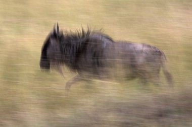 çalışan wildebeest