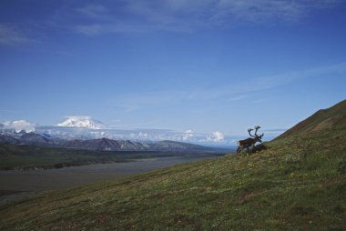 Caribou boğa mount mckinley, alaska, ABD ile