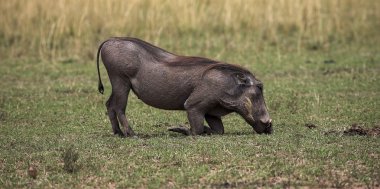 çim yeme warthog