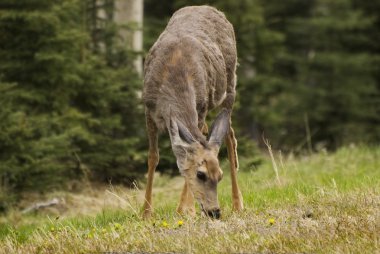otlatma geyiği (odocoileus hemionus)