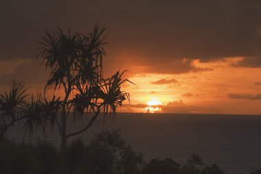 palmiye ağacının yanında Pasifik Okyanusu, Kuzey kauai, hawaii, ABD
