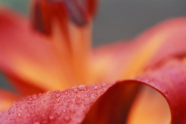 Su damlalı pembe çiçeğe yakın çekim