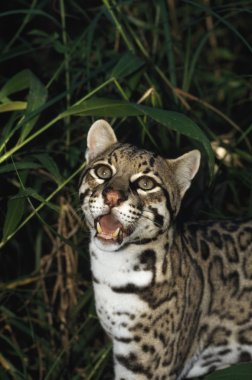 leopar (leopardus pardalis), belize