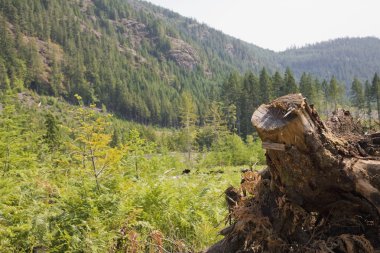 ağaç kütüğü, elk eyalet parkı, british columbia, Kanada düşer.
