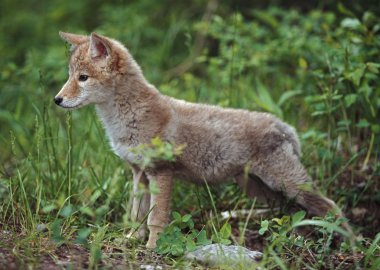 코요테 (canis latrans) 강아지