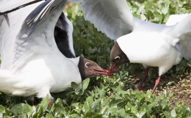 Kuzey Kutbu üzerinden mesajlaştığı çalıntı bir balık mücadele kırlangıçlar (sterna paradisaea)