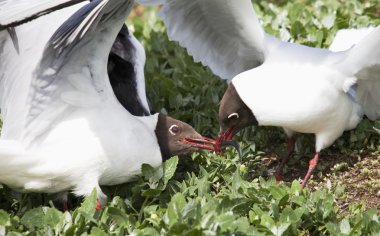 Arctic Terns (Sterna Paradisaea) Fighting Over A Fish Stolen From A Puffin clipart