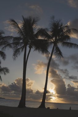 gün batımında, kauai, hawaii, ABD palmiye ağaçları silüeti