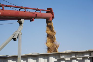 yük kamyonu, alberta, Kanada buğday hasat