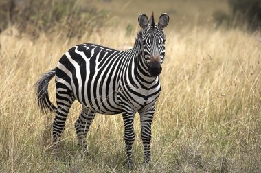 Zebra ayakta otlaklar