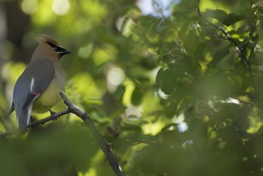 bir ağaç dalı sedir İpekkuyruk (bombycilla cedrorum)