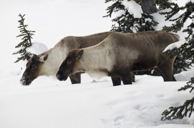 dağ karibu, revelstoke, british columbia, Kanada