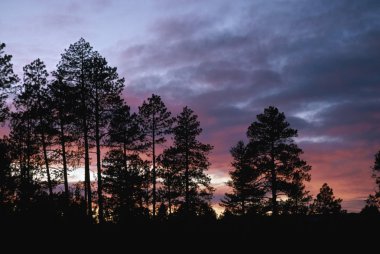 Ponderosa çam siluetleri cephedeki bulutlar günbatımı ışığı ile