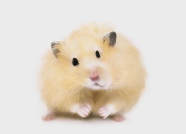 hamster