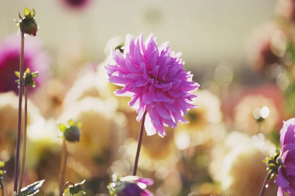 Pembe çiçek aydınlatmalı sun tarafından — Stok fotoğraf