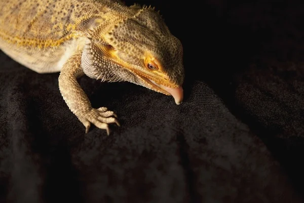 蜥蜴，它的舌头 — 图库照片