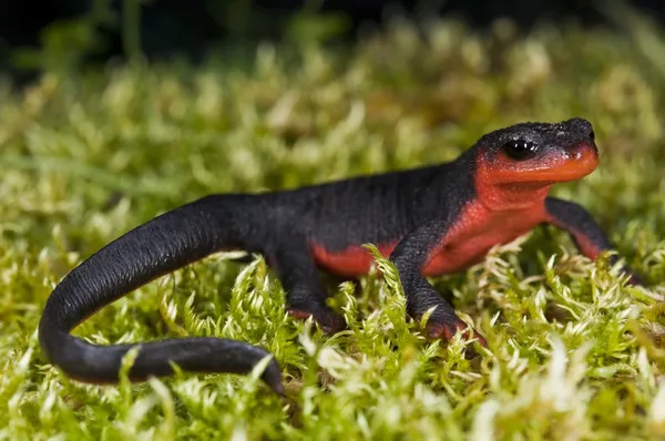 Newt à ventre rouge — Photo