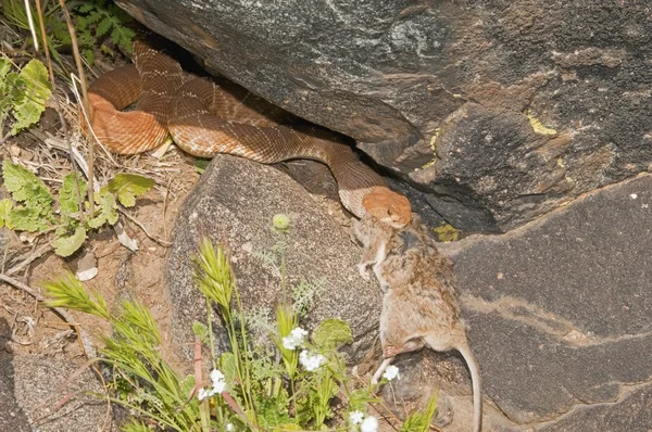 Red-Diamond Rattlesnake — Stock Photo, Image