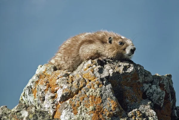 Olympisches Murmeltier (marmota olympus)) — Stockfoto