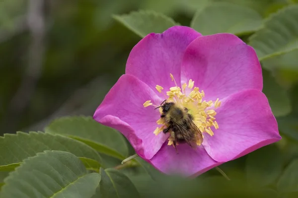 Pszczoła na dzikiej róży — Zdjęcie stockowe