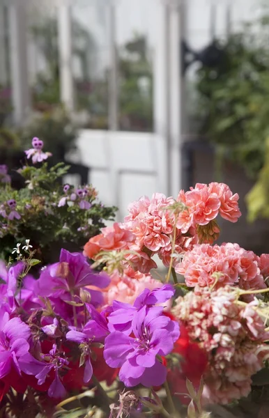 Geraniums — Stock Photo, Image