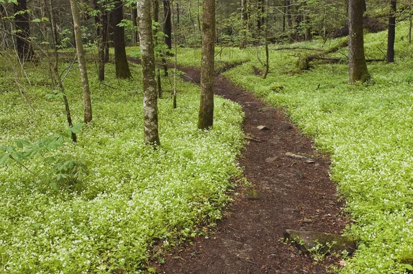 Kwiaty wypełnia lasu wzdłuż great smoky mountains national park — Zdjęcie stockowe