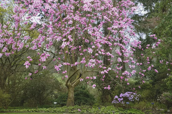 Trädet blommar — Stockfoto