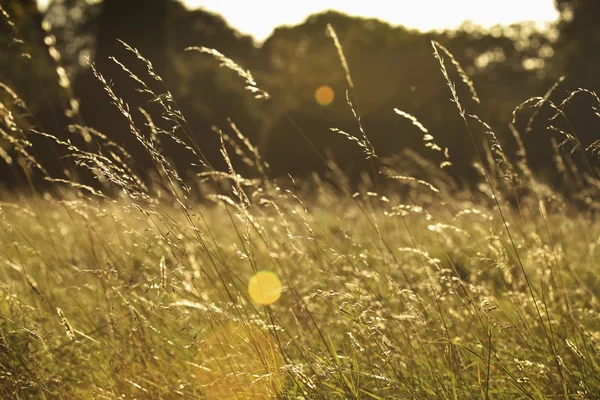Güneş parlıyor uzun çim sahada. Dublin, İrlanda — Stok fotoğraf