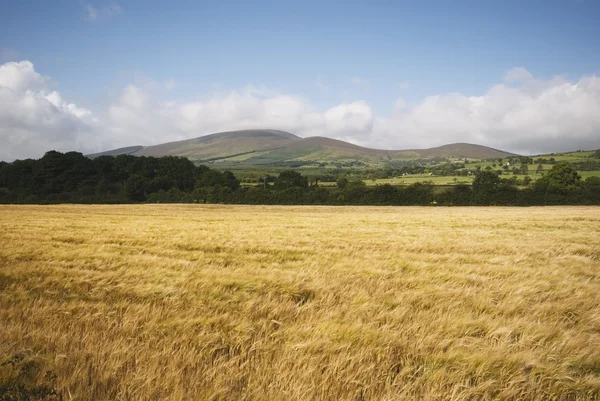 Pšeničné pole s slievenamon mountain v pozadí — Stock fotografie