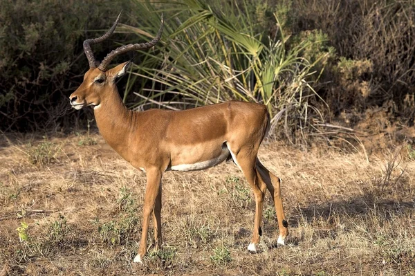 Samburu national reserve, kenya, Sydafrika — Stockfoto