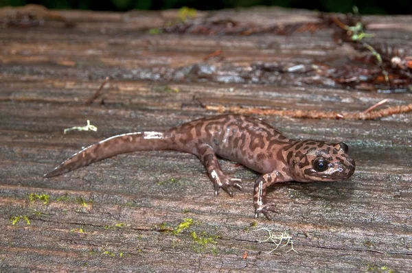 California Giant Salamander (Dicamptodon Ensatus) — Stock Photo, Image