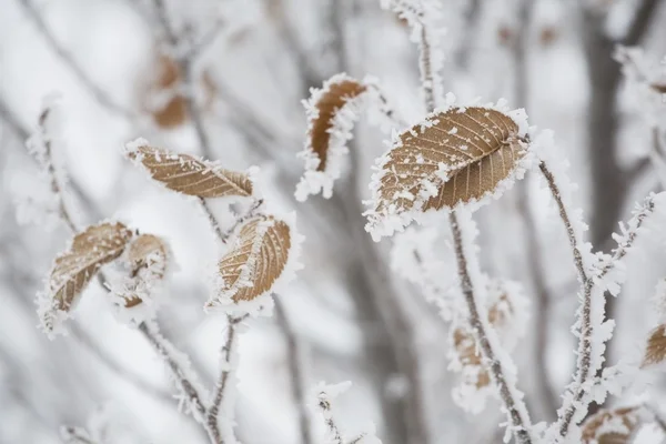 Frost krytí hnědé listí na stromě — Stock fotografie