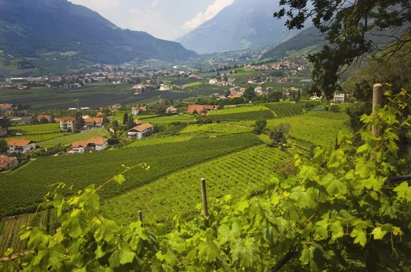 Vista de una ciudad en el valle cerca de Merano y viñedos con terrazas . — Foto de Stock