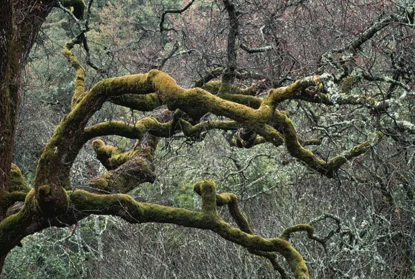 Moss cubierto de ramas de un roble en un bosque de chaparral-roble —  Fotos de Stock