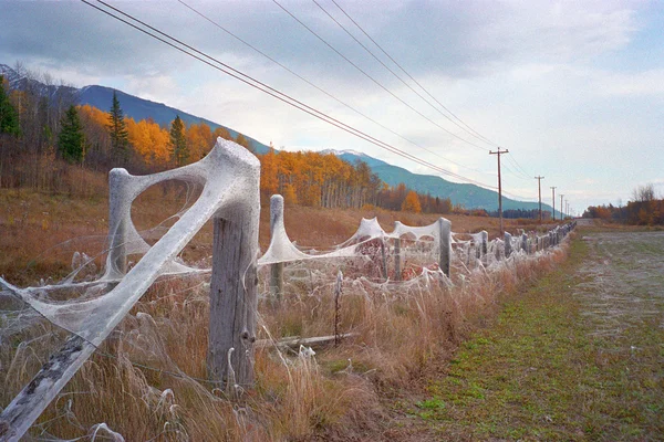 Spider Webs On Barbed Wire Fence — Stock Photo, Image