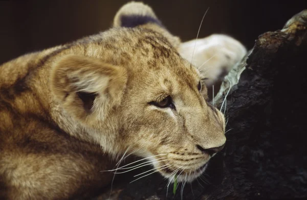 Portrait Of Lion Cub Resting On Log — Stock Photo, Image