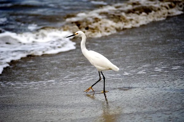 Kran am Strand — Stockfoto