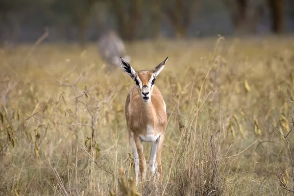 Samburu National Reserve, Kenya, Africa — Stock Photo, Image