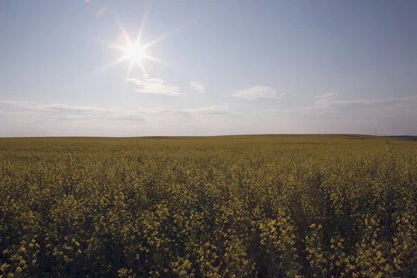 Slunce svítilo nad kvetoucí pole řepky — Stock fotografie