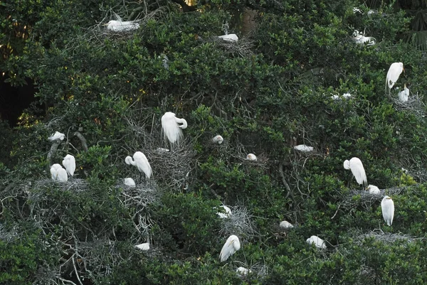 Egret Nesting Cerrar —  Fotos de Stock