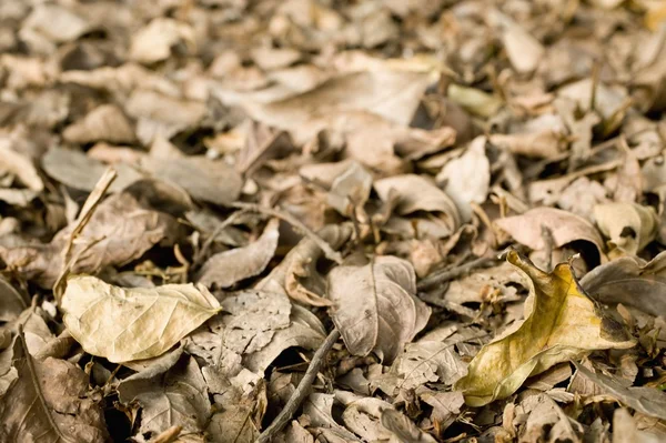 Secco, foglie marroni a terra — Foto Stock