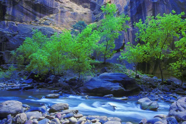 Rivière de montagne avec arbre et falaise en arrière-plan — Photo