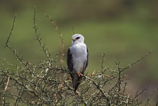 栖息在树枝上，非洲的黑翅鸢 — 图库照片