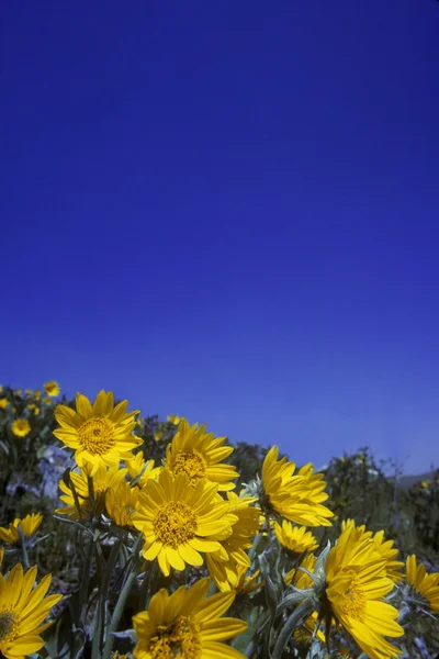 Flores amarelas — Fotografia de Stock