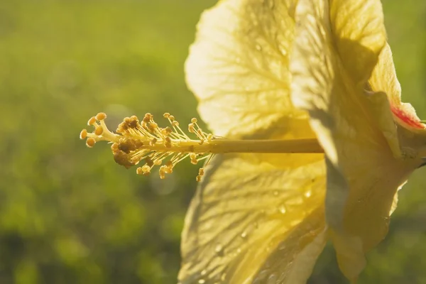 Tropikalny kwiat, maui, hawaii, Stany Zjednoczone Ameryki — Zdjęcie stockowe