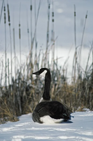 Canada goose na sněhu — Stock fotografie